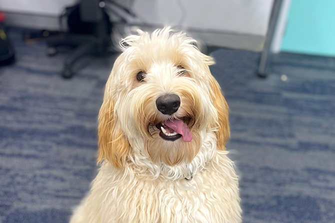 Meet Jasmine! Our Therapy Dog